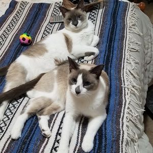 Meet your poshers two tone and Mister Cee